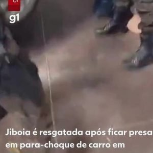 Jiboia é resgatada após ficar presa em para-choque de carro em Cuiabá