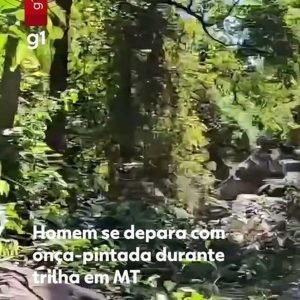 VÍDEO: homem se depara com onça-pintada durante trilha em cachoeira de MT