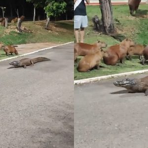 Paz no parque: capivaras dividem espaço com jacaré ‘Celso’ em Cuiabá