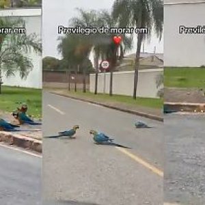 Vídeo com registro de araras-canindés comendo bocaiuvas em calçada viraliza em MT; Veja | Power Mix