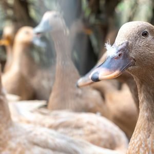 Sancionada lei que proíbe produção e comercialização de foie gras