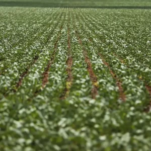 Dívidas seguem sem acordo após reunião entre governo e bancada do agro