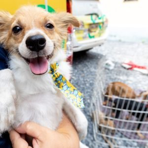 Feira de adoção de cães e gatos oferece 19 animais nesta sexta-feira