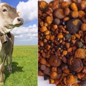 Cálculo bovino que vale mais que ouro ganha acesso ao mercado chinês