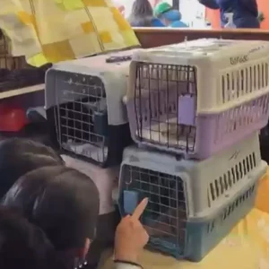 Como um McDonald’s virou hospital veterinário na Venezuela após terremotos