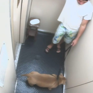 Homem é indiciado por matar cachorro afogado em praia de Copacabana