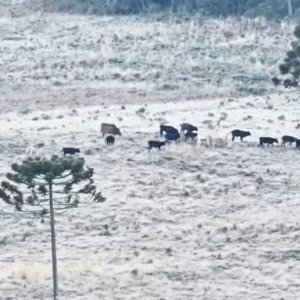 Vídeo: Serra Catarinense tem cena inusitada com gados em campos congelados