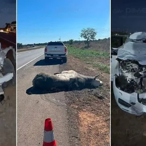 Médico escapa da morte após carro ser destruído por touro na BR-163 em Nova Mutum