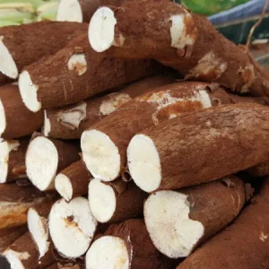 Oferta restrita de mandioca mantém preços em alta no Centro-Sul