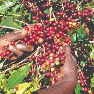 Ritmo da colheita de café está abaixo do observado em anos anteriores