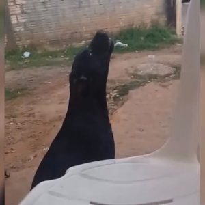 Sorriso: Cachorro “Pretinho” chora toda vez que ouve músicas de Pablo do Arrocha
