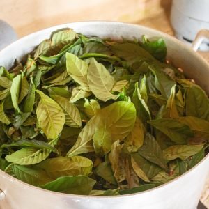 DMT e novos neurônios: Substância da ayahuasca pode regenerar o cérebr