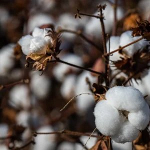 Rally da Safra inicia Etapa Algodão projetando produção de 4,2 milhões de…