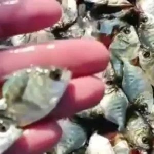 Cassilândia terá piscicultura de tilápias com 50 empregos