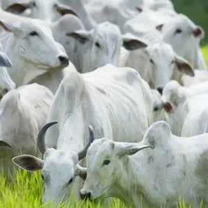 Brasil reforça à UE garantias sanitárias sobre uso de antimicrobianos