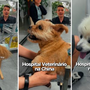 Na China, gato faz acupuntura após cair do 20º andar e perder movimentos; veja usos de medicina tradicional chinesa em pets