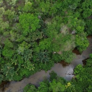 Projeto busca restaurar 600 mil hectares de vegetação nativa no Brasil