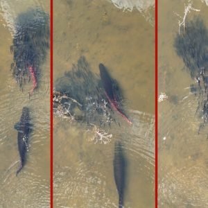 VÍDEO: casal de peixes gigantes acompanha filhotes em rio de MT