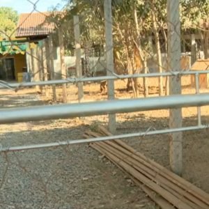 Cães morrem em galpão improvisado de Cuiabá e prefeito cita boicote