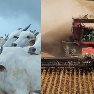 Gigante do agro que cultiva 600 mil hectares abre novas vagas de emprego em Mato Grosso