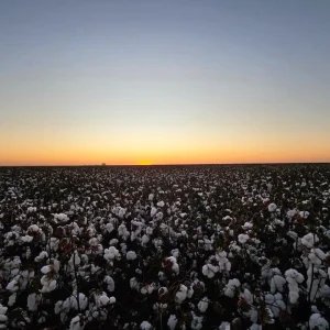 O futuro da cotonicultura em debate em Cuiabá