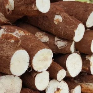 El Niño pode afetar oferta de mandioca e pressionar produtores e indústrias