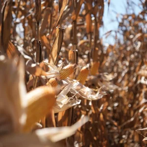 Colheita do milho entra na reta final em Mato Grosso com produtividade recorde e produção acima de 57 milhões de toneladas