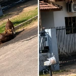 Moradores denunciam pitbulls soltos após mortes de cães em Nova Mutum; veja vídeo