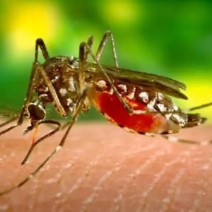 Cuiabá registra mais de 500 casos confirmados de dengue em 2026