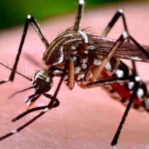 Secretaria de Saúde investiga duas mortes por suspeita de dengue e reforça alerta para prevenção durante a estiagem em Lucas do Rio Verde