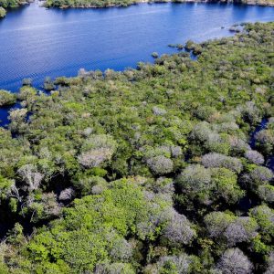Alertas de desmatamento na Amazônia caem 35% em junho de 2026