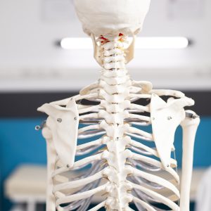 A ciência por trás do seu esqueleto: ossos se comunicam com o resto do corpo para contribuir para a saúde em geral