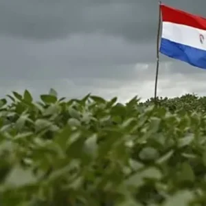 Soja do Paraguai caminha para safra recorde, enquanto clima pressiona milho