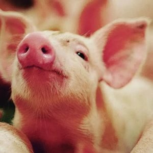 Suinocultura de Mato Grosso enfrenta crise de rentabilidade
