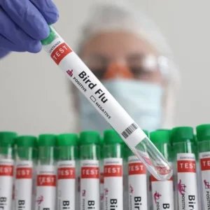 Nova Zelândia registra primeiro caso de gripe aviária H5N1 em ave marinha