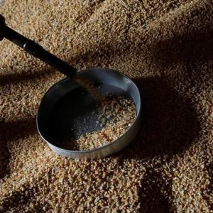 Colheita de milho em Mato Grosso atinge 78,92% da área, diz Imea