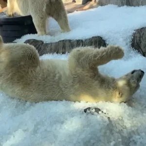 Vídeo: Ursos-polares se refrescam em meio a onda de calor na Tchéquia