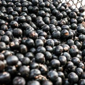 China facilita exportação de polpas e frutas congeladas brasileiras