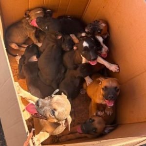 Homem é preso após abandonar mais de 10 filhotes de cachorro em MT