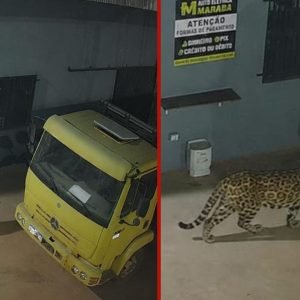 Empresário usa IA para fazer montagem de onça-pintada em MT
