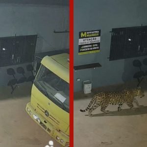Funcionários faltam ao trabalho após montagem de onça feita com IA para 'espantar ladrões' em oficina de MT