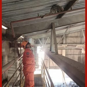 Porco-espinho é resgatado perto de máquinas de alta temperatura em fábrica de alimentos de MT