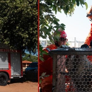 Porco-espinho é resgatado após ser encontrado a 5 metros de altura em árvore de Alta Floresta (MT)