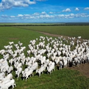 Pecuária de MT quase dobra produção de carne por hectare em 15 anos