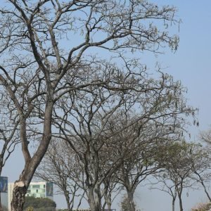 Dez estados e o DF estão sob alerta de perigo para baixa umidade