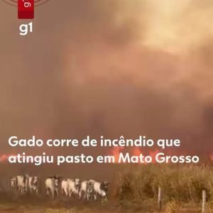VÍDEO: incêndio que já dura 3 dias avança e faz gado fugir em MT