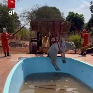Vídeo: boi cai em piscina e é resgatado com pá-carregadeira em MT