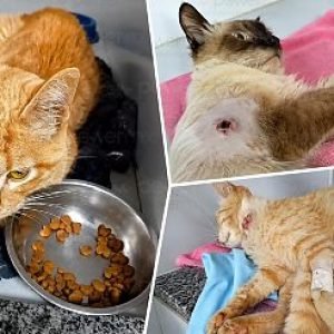 Dois gatos atingidos por disparos perdem movimentos e não devem voltar a andar em Nova Mutum/MT; Veja vídeo | Power Mix