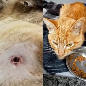 Gatos perdem movimentos das patas ao serem atingidos por balas de airsoft | HiperNotícias