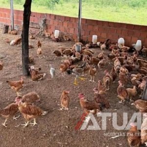 Mulher esfaqueia marido e é presa escondida em galinheiro em MT